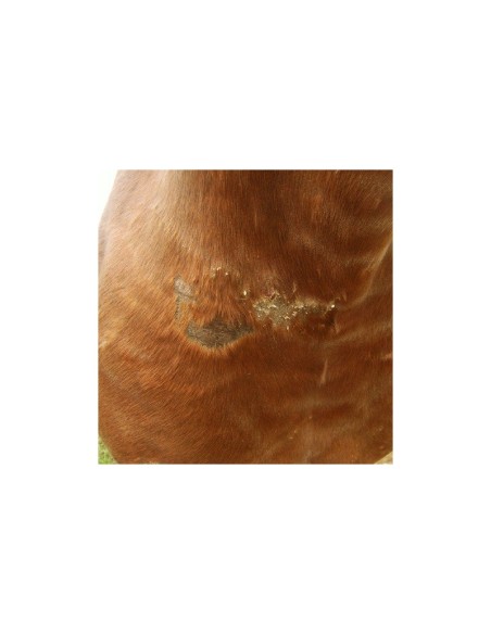 Crème cicatrisante Animaderm Cutene