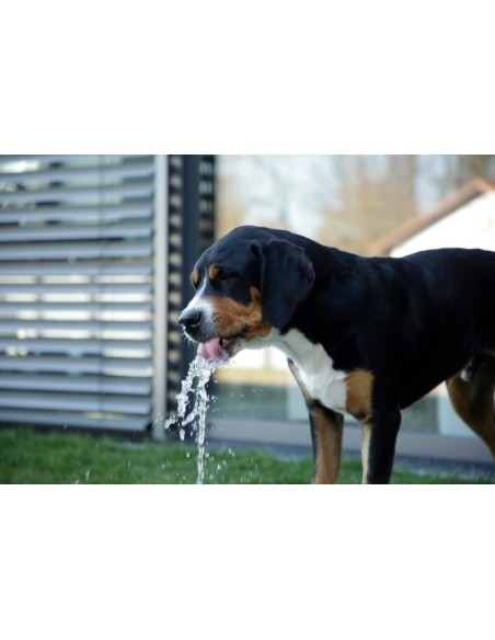 Fontaine rafraichissante pour chien Bubble