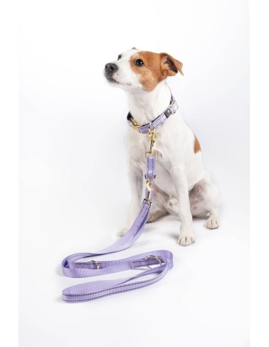 Laisse de dressage pour chiens Qooper en nylon