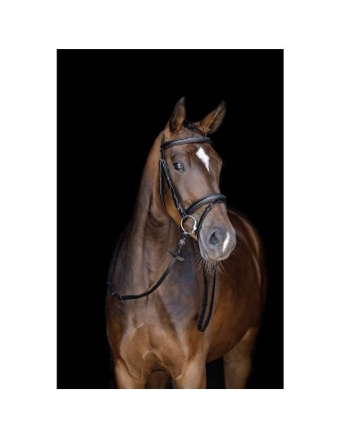 Bridon + collier de chasse surpiqué Dhm-Equitation marron
