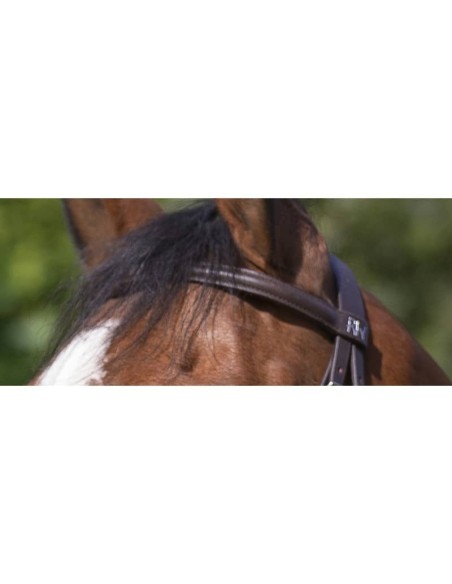 Bridon Riding World muserolle combinée