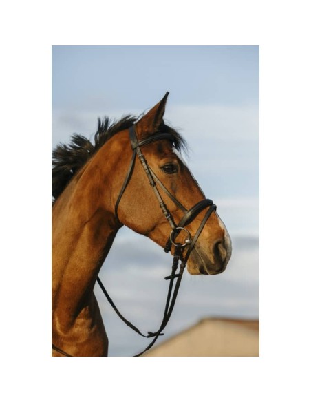 Bridon Riding World muserolle combinée double