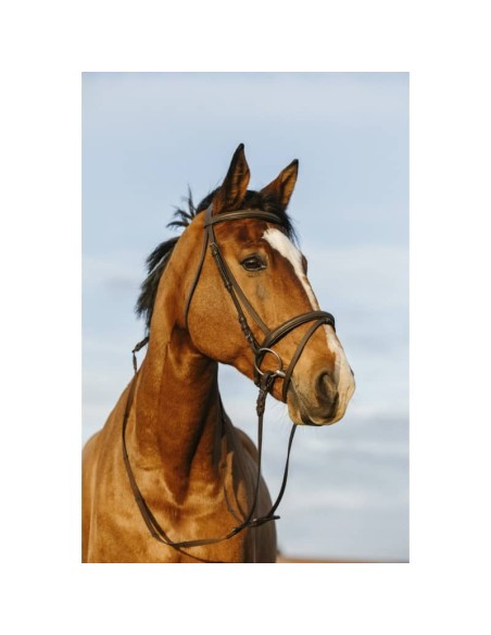 Bridon Riding World muserolle combinée double