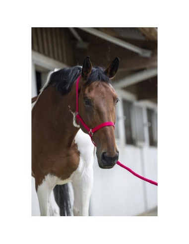 Licol + longe Riding World Club