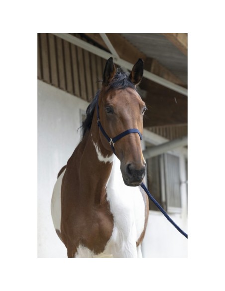 Licol + longe Riding World Club