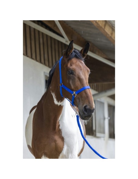 Licol + longe Riding World Club