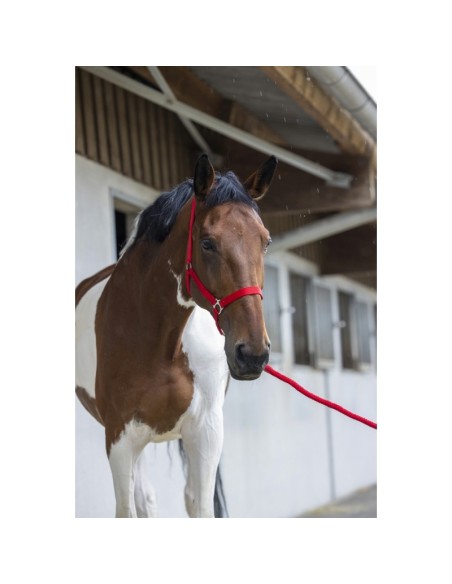 Licol + longe Riding World Club
