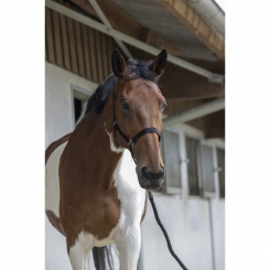 Licol + longe Riding World Club