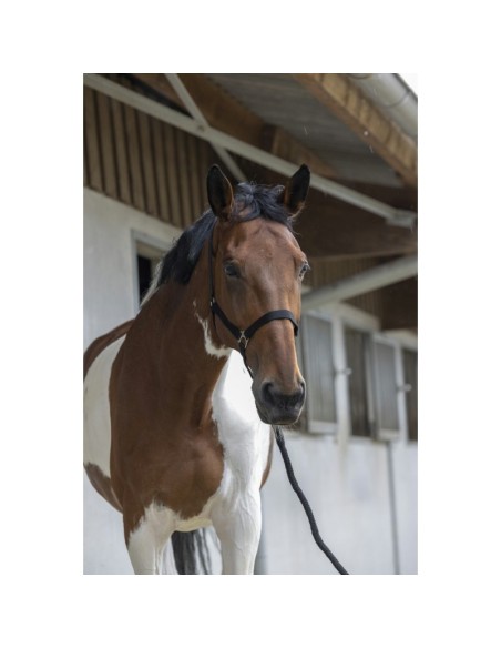 Licol + longe Riding World Club