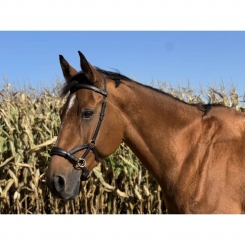 Sidepull cuir No More TdeT