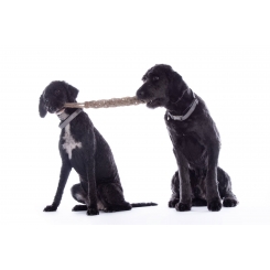 Jouet pour chien Buddy Knot Bone