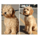 Tondeuse pour chiens animaux