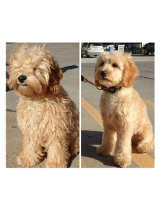 Tondeuse pour chiens animaux 2