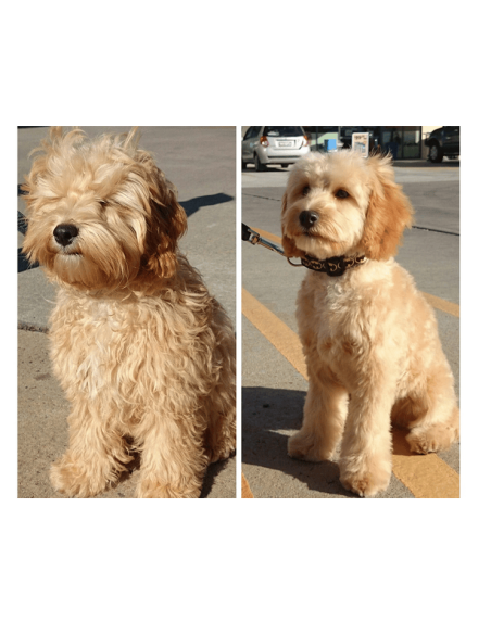 Tondeuse pour chiens animaux