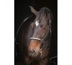 Licol Pénélope Harmonie