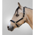 Licol en Cuir STAR Robust