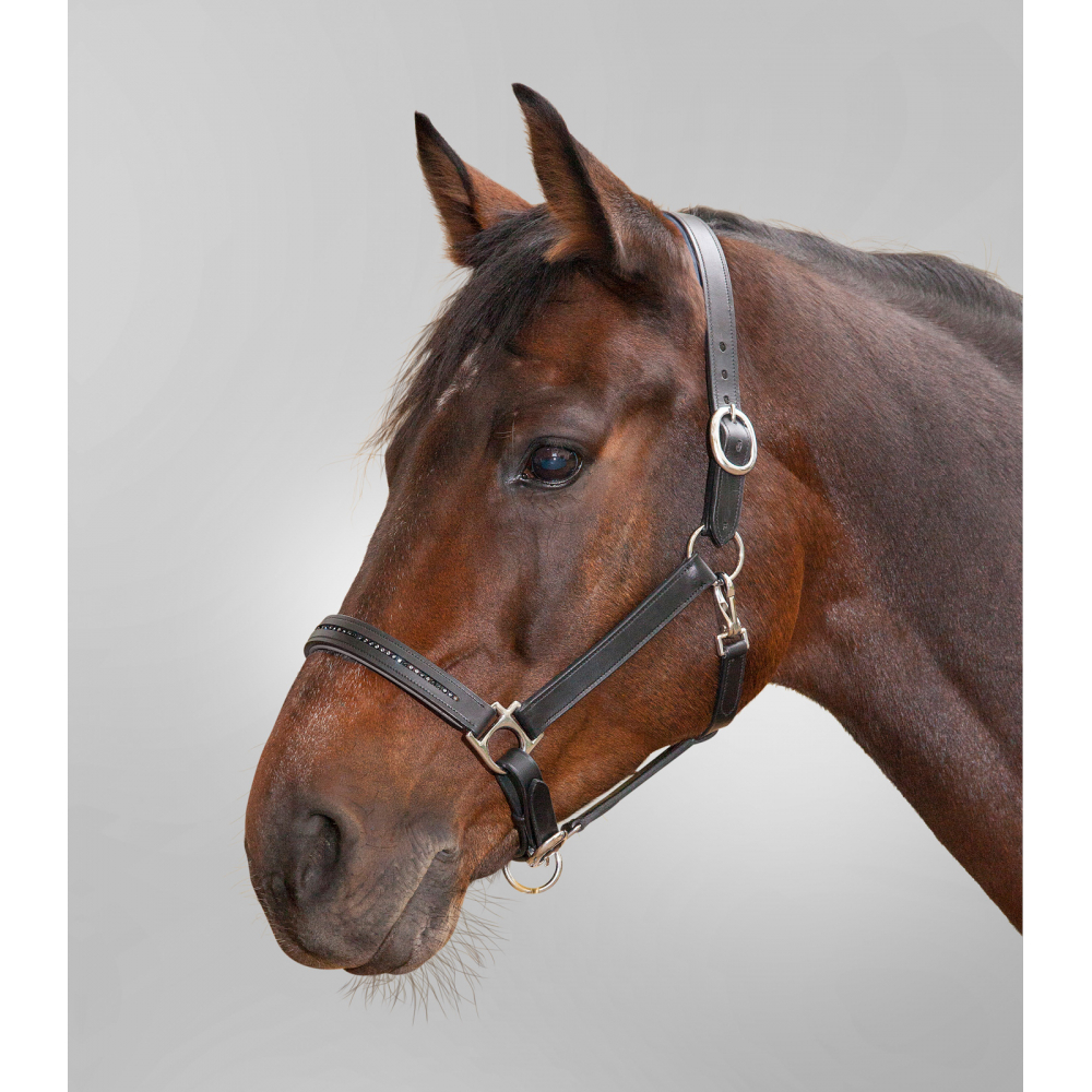Pony, Marrone: Plastron occidental en cuir lisse Pony, Marrone: Plastron occidental en cuir lisse