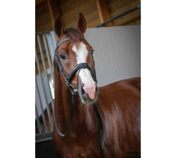 Trense Penelope Daily Vollblut