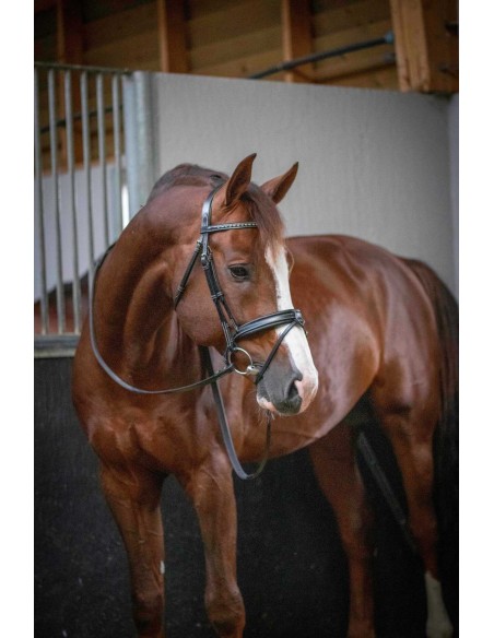 Trense Penelope Daily Vollblut