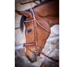 Penelope Bridle US Purasangre/Caballo