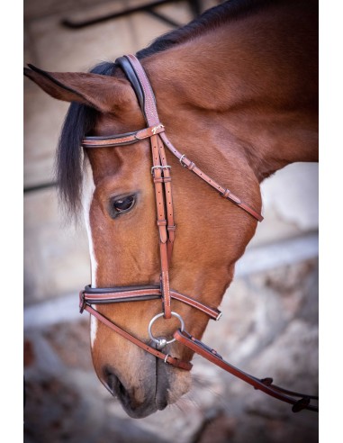 Bridon Penelope US Pur-sang/Cheval