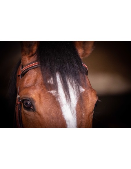 Bridon Penelope US Pur-sang/Cheval