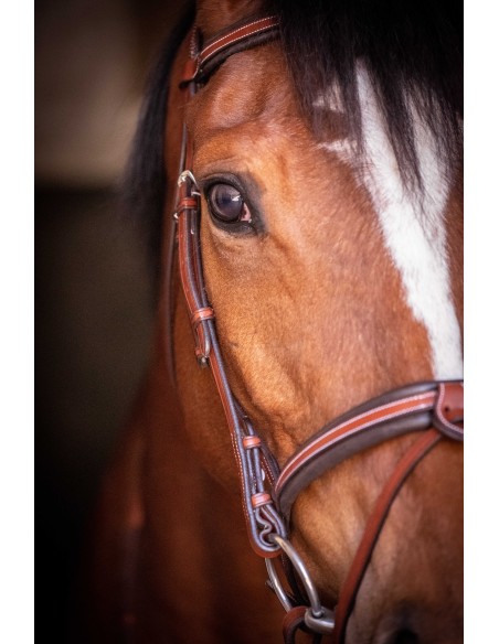 Bridon Penelope US Pur-sang/Cheval