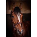 Trense Penelope US Vollblut/Pferd