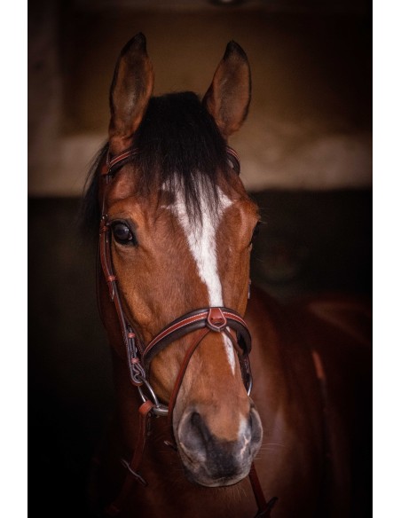 Bridon Penelope US Pur-sang/Cheval