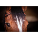 Trense Penelope US Vollblut/Pferd