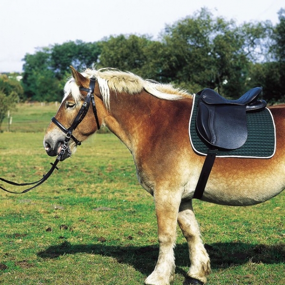 Leather Craft Attache de Selle de Cheval pour Enfant Noir Sangle et Sangle en Cuir Assortis