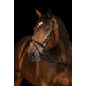 Bridon pour cheval de trait