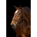 Bridon pour cheval de trait