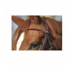 Cabezada Penélope Punta Sellier