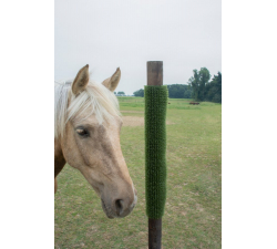 Plaque de grattage pour chevaux