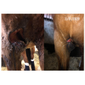 Baume de soin cheval Balsem van Warendorf