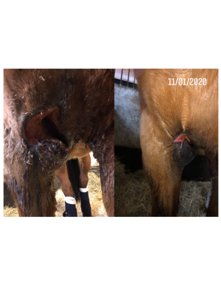 Baume de soin cheval Balsem van Warendorf
