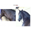 Baume de soin cheval Balsem van Warendorf