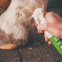Soin blessure et saignement pour chat Cura Naturale