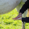 Lotion trouble digestif pour cheval
