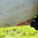 Lotion trouble digestif pour cheval