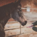 Lotion confort respiratoire pour cheval