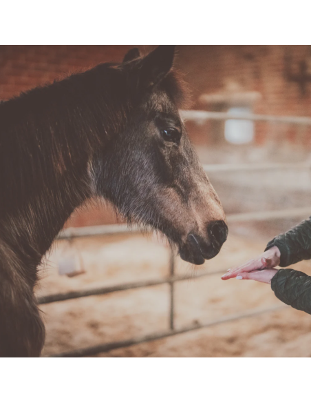 Lotion confort respiratoire pour cheval