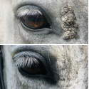 Lotion verrue et sarcoïde pour cheval