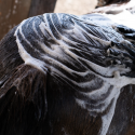Shampoing démangeaison pour cheval