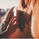 Shampoing sec pour cheval