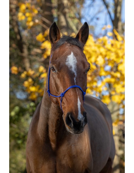 Ethologisches Halfter RIDING WORLD Seil - Fein