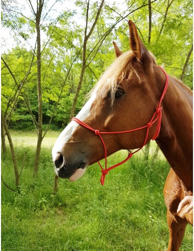 Licol éthologique Riding World – Corde Fin (6 mm) | Ajustable & Confort