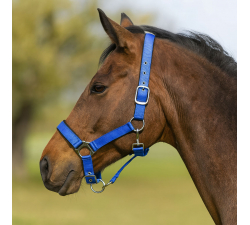 Licol Royalstar HKM Pur-sang