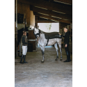 Rückenwärmer EQUITHÈME Heated